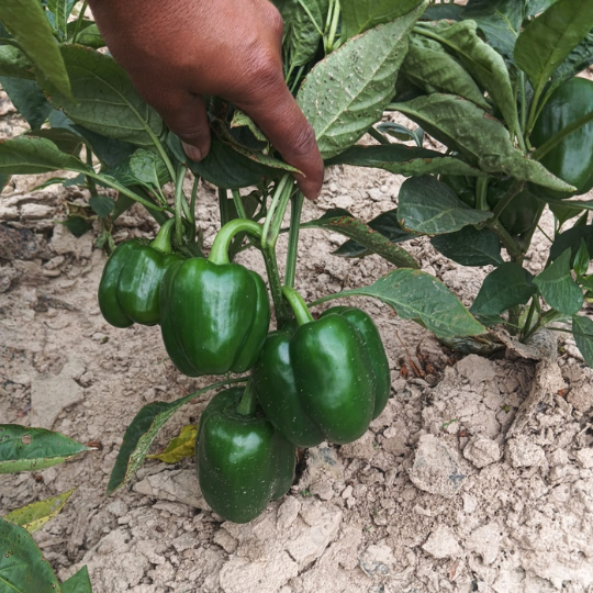 green-dolly-image-005