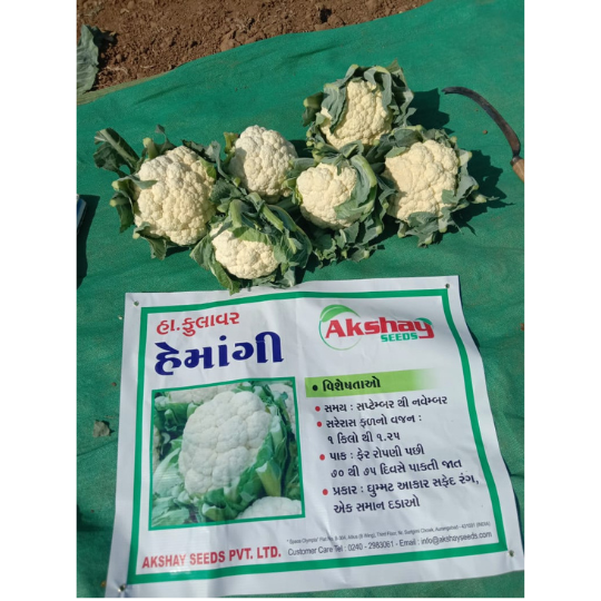 himangi-cauliflower-001