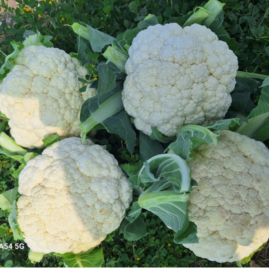 himangi-cauliflower-002