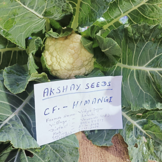 himangi-cauliflower-005