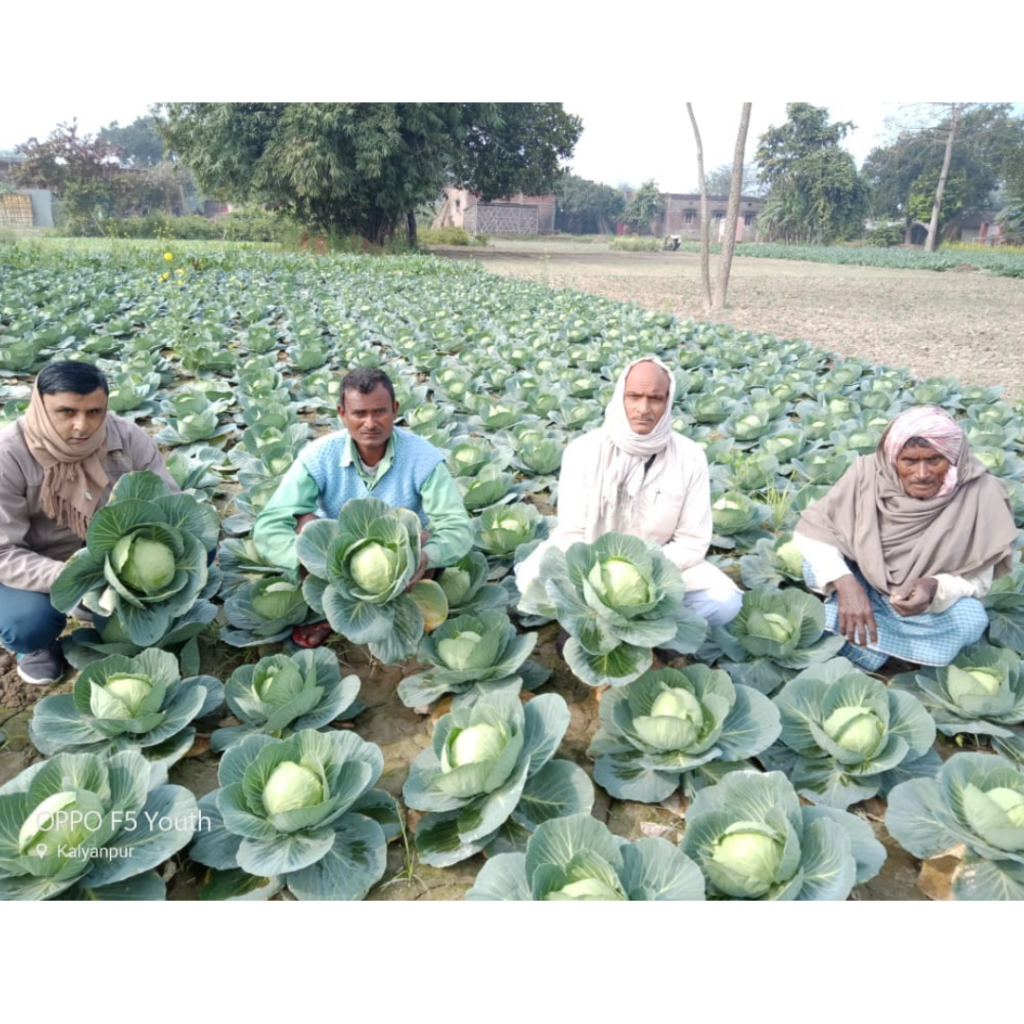 kashi -cabbage (4)