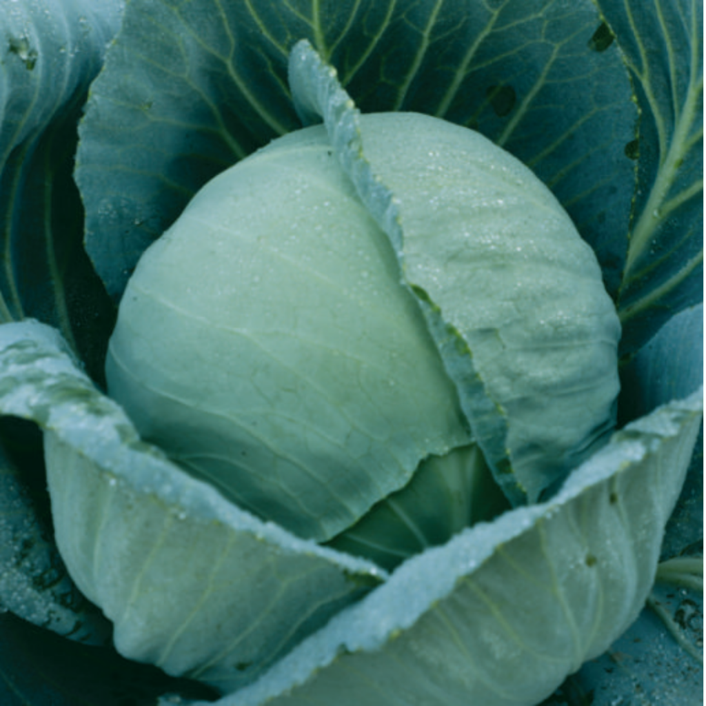 kashi -cabbage (5)