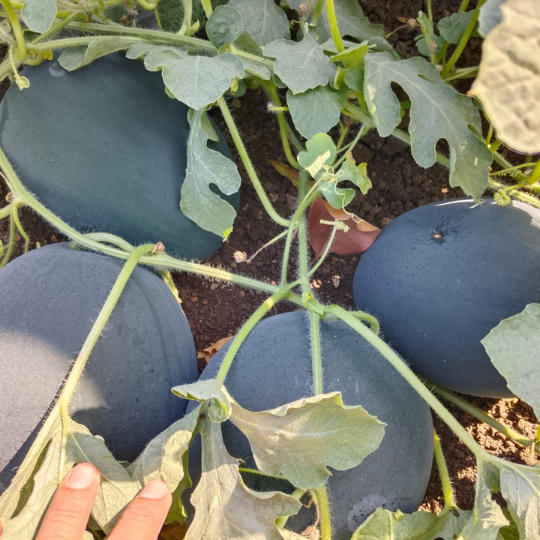kohinoor-watermelon-image-website-001