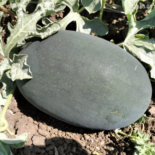 kohinoor-watermelon-image-website-002