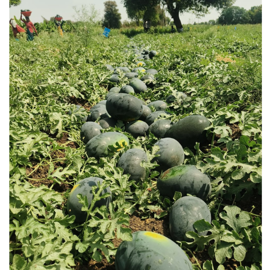 kohinoor-watermelon-image-website-004
