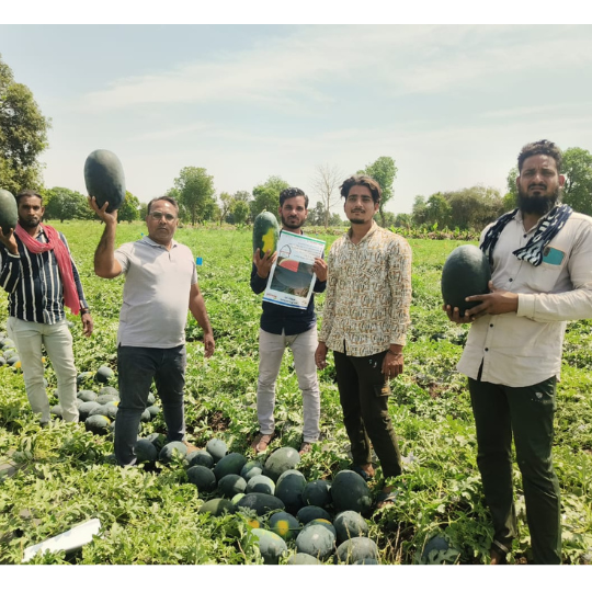 kohinoor-watermelon-image-website-005