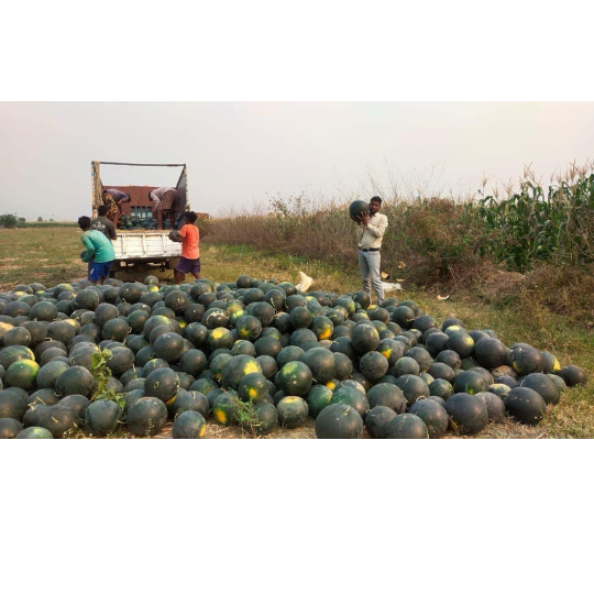 kohinoor-watermelon-image-website-007