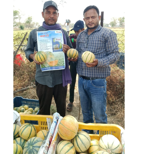 muskmelon-image-for-website-001