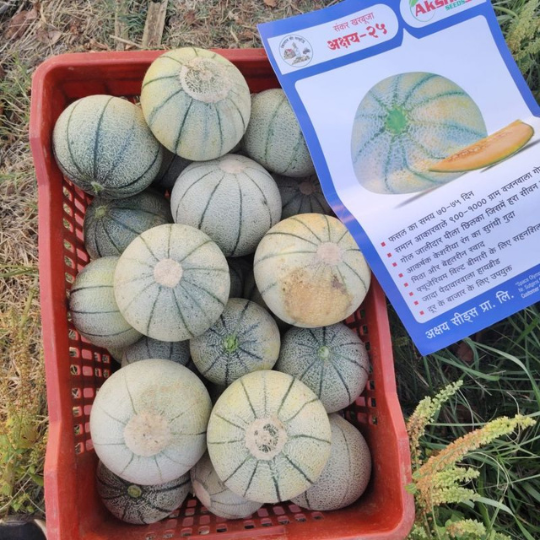 muskmelon-image-for-website-002