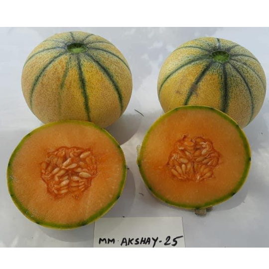 muskmelon-image-for-website-003