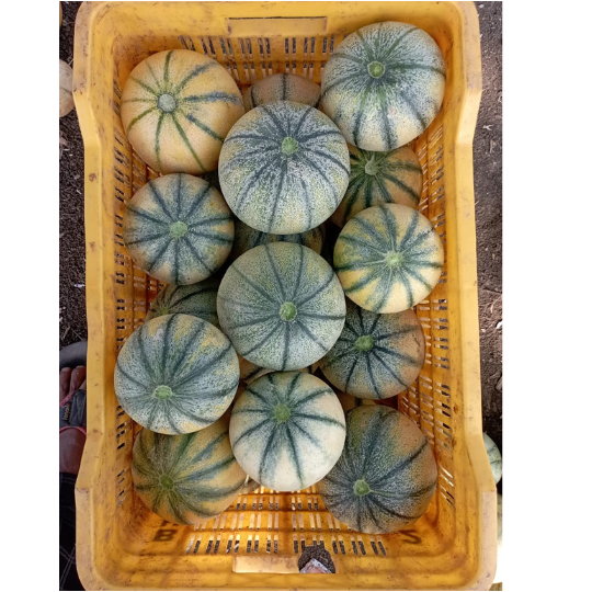 muskmelon-image-for-website-004