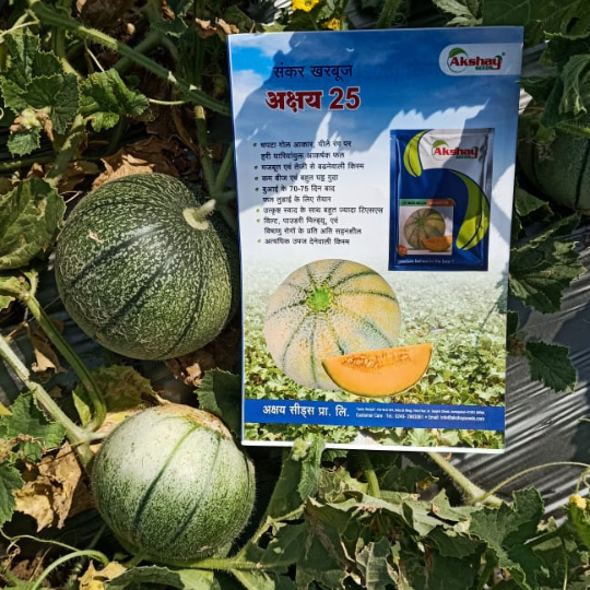 muskmelon-image-for-website-005
