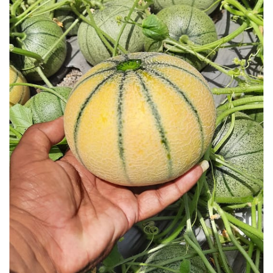 muskmelon-image-for-website-006