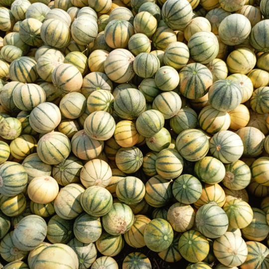 muskmelon-image-for-website-007