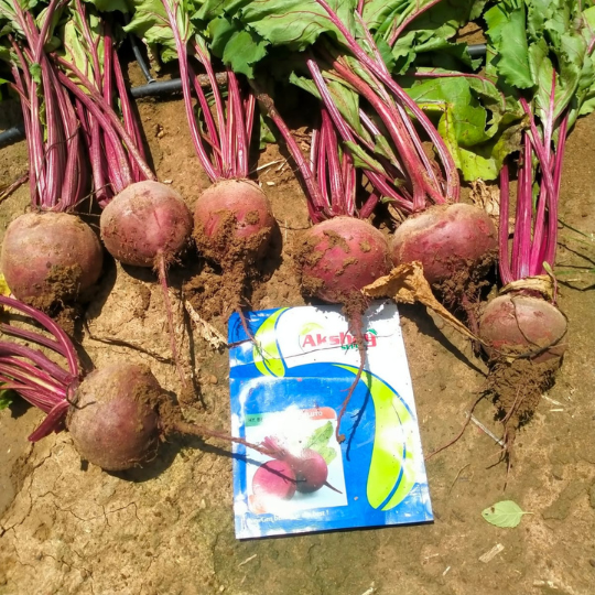 pluto-beet-root-image-for-website-001