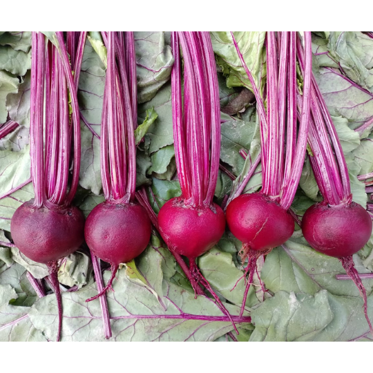 pluto-beet-root-image-for-website-002