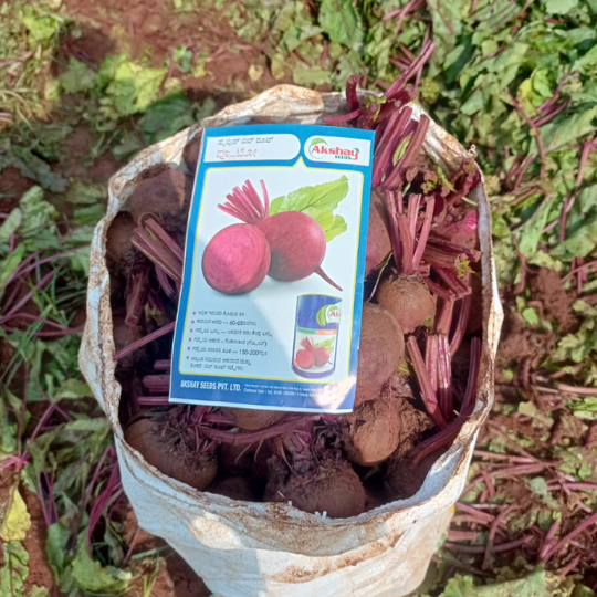 pluto-beet-root-image-for-website-006