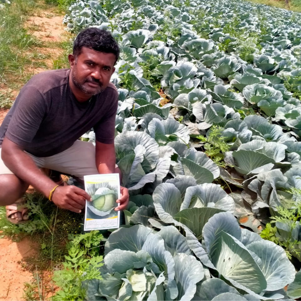 pragati-cabbage-001
