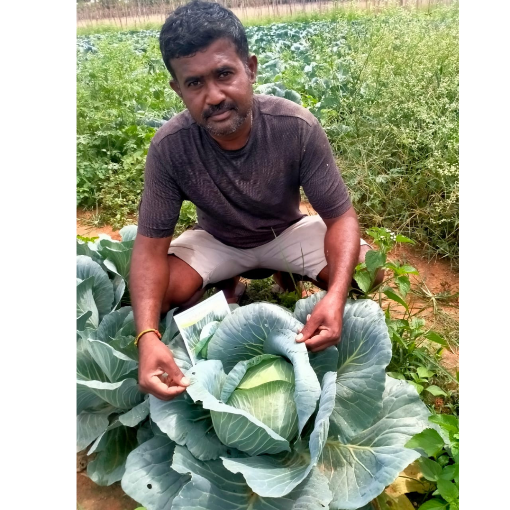 pragati-cabbage-002