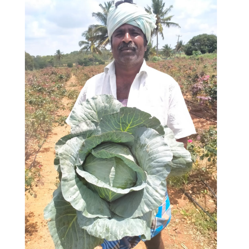 pragati-cabbage-003