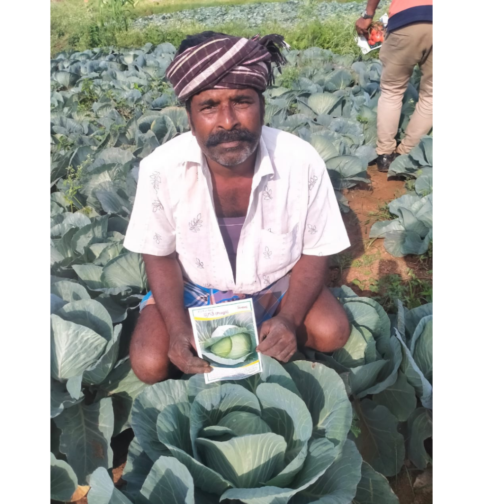 pragati-cabbage-004