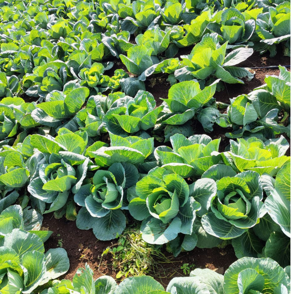 pragati-cabbage-005