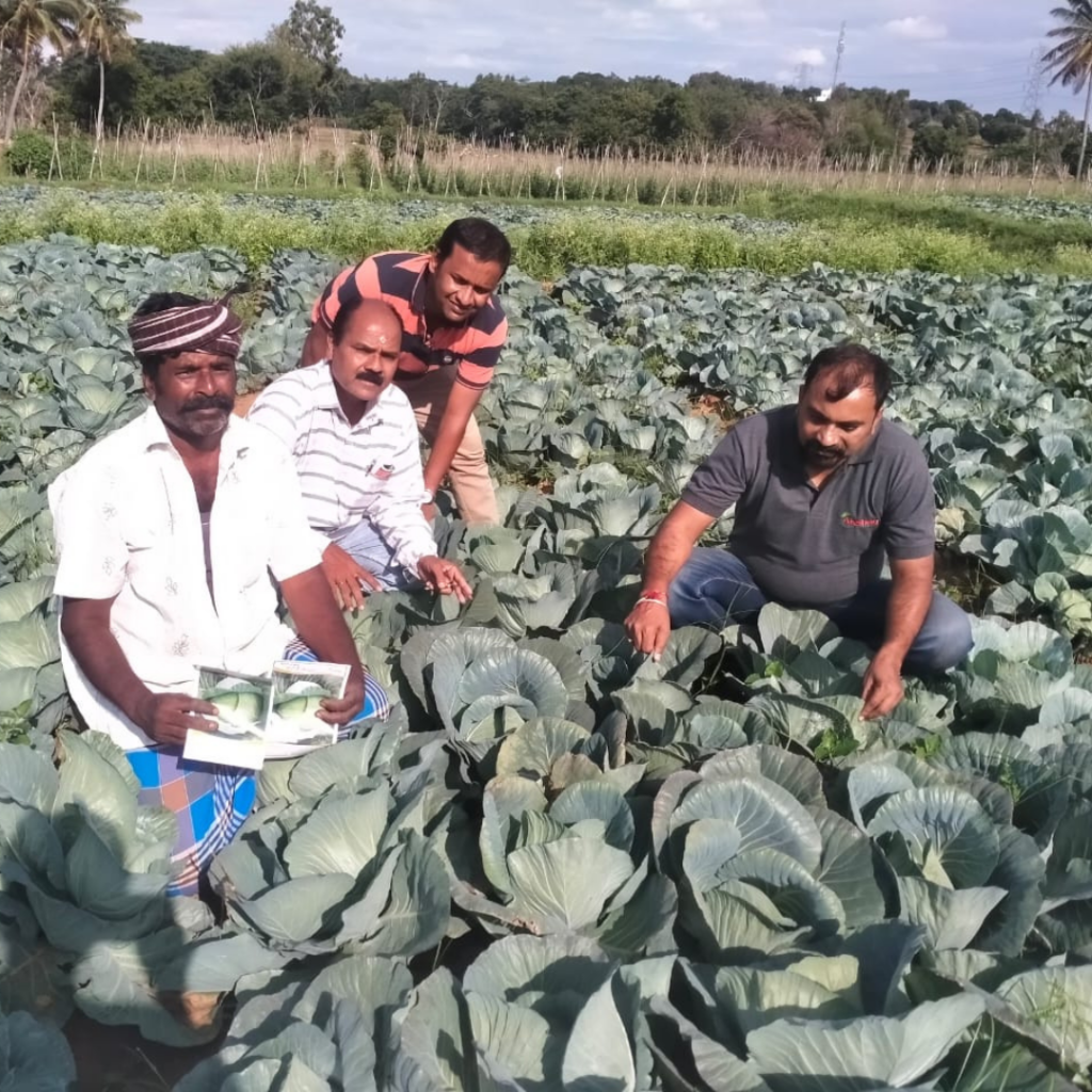 pragati-cabbage-006