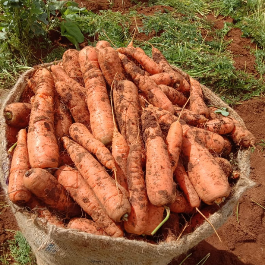 rihaan-carrot-image-for-website-003
