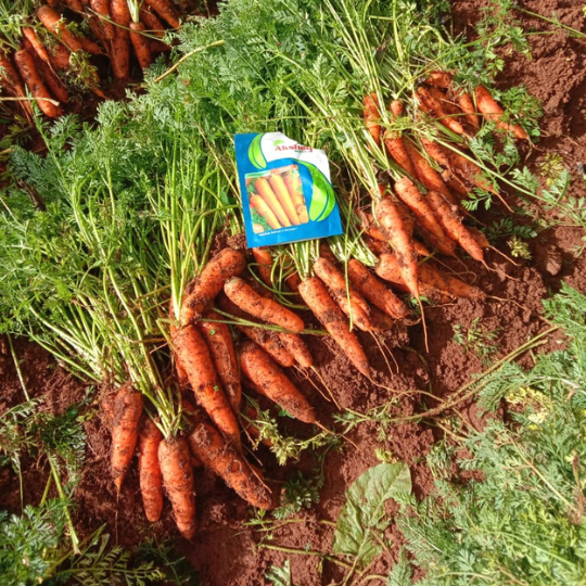 rihaan-carrot-image-for-website-005