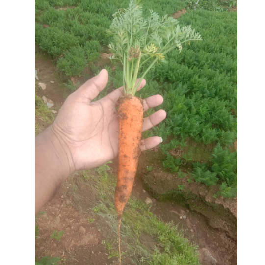 rihaan-carrot-image-for-website-006