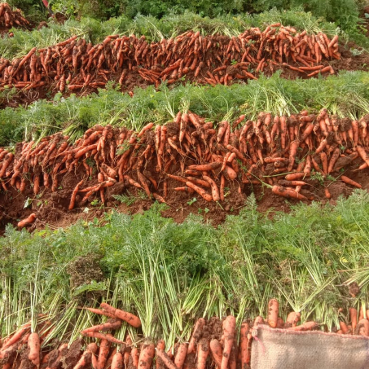 rihaan-carrot-image-for-website-007
