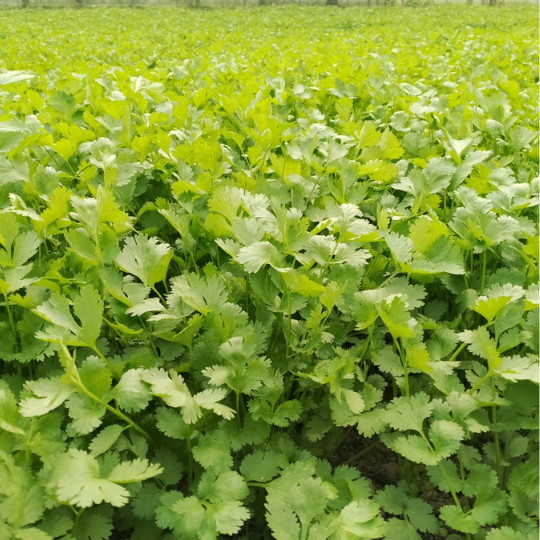 royal-green-image-for-website-002