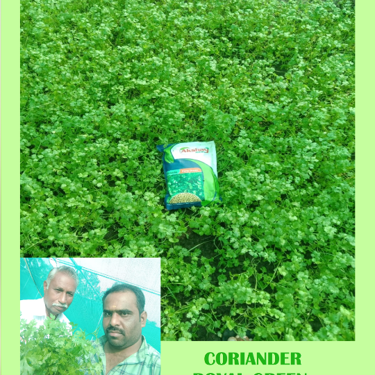 royal-green-image-for-website-004