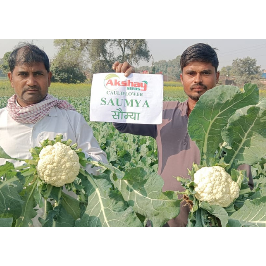 saumya-website-001 (1)
