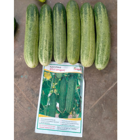 shagun-cucumber-photos -for-website-001
