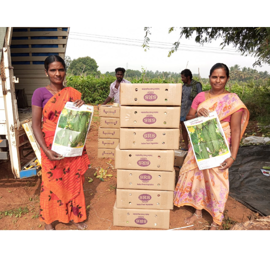shagun-cucumber-photos -for-website-003