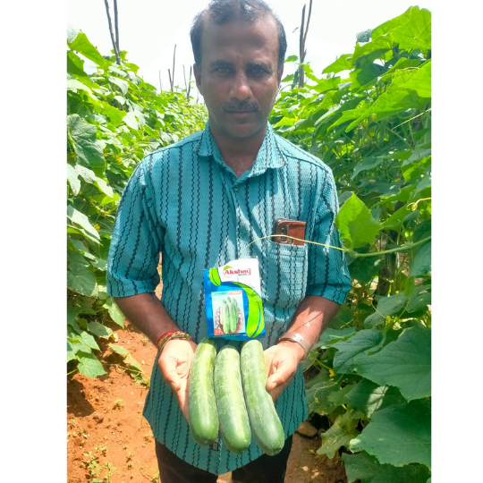 shagun-cucumber-photos -for-website-004