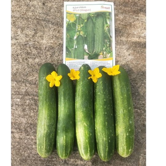 shagun-cucumber-photos -for-website-005