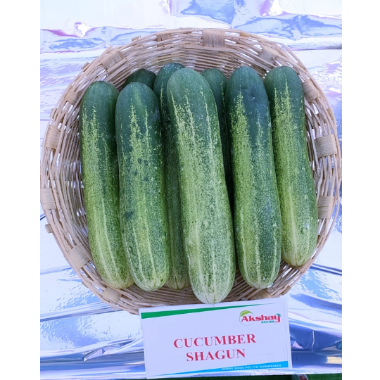 shagun-cucumber-photos -for-website-006