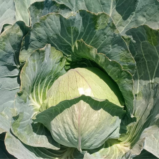 sindhu-cabbage-002