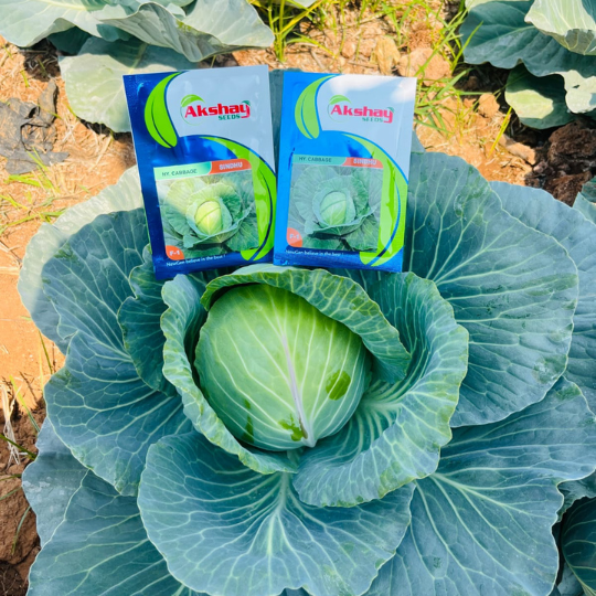 sindhu-cabbage-003
