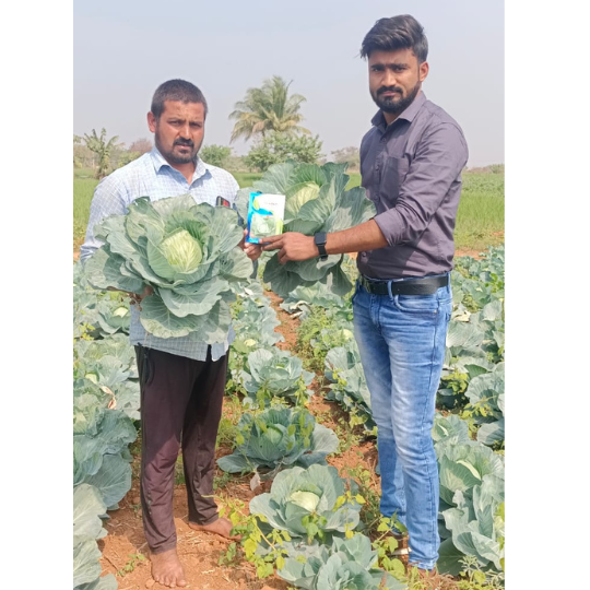 sindhu-cabbage-004