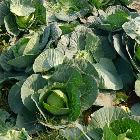 sindhu-cabbage-005
