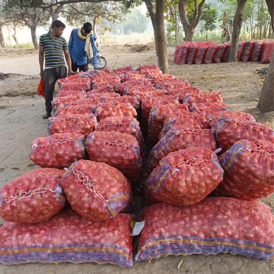 sukhsagar-onion-for-website-002