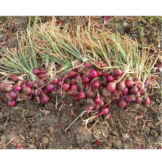 sukhsagar-onion-for-website-004
