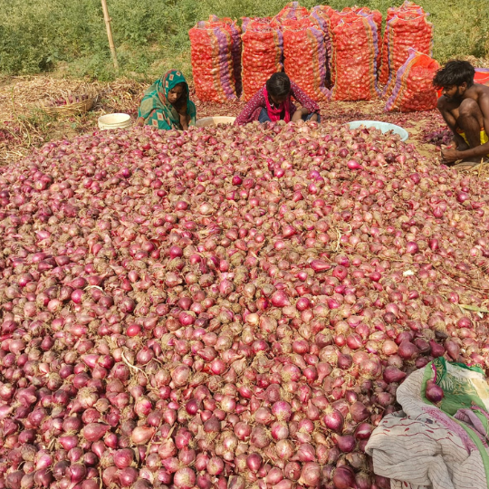 sukhsagar-onion-for-website-006