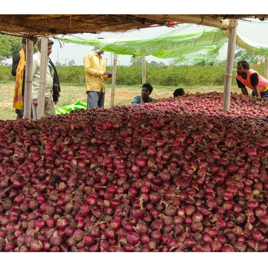 sukhsagar-onion-for-website-007