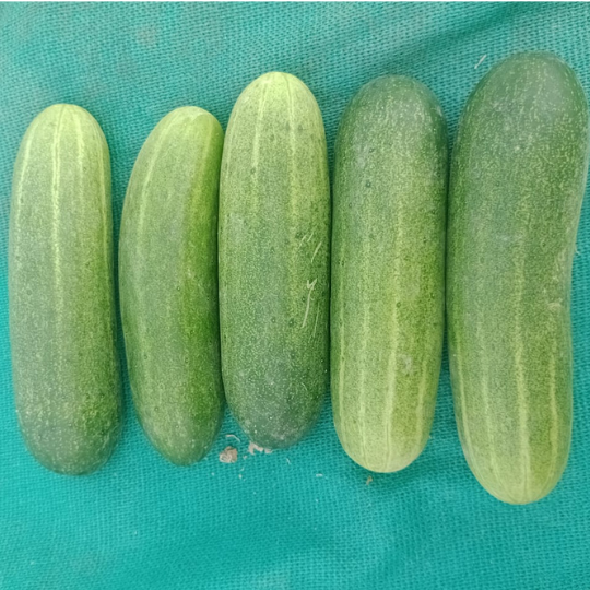 viraj533-cucumber-images-for-website-001