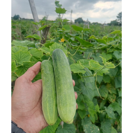viraj533-cucumber-images-for-website-002