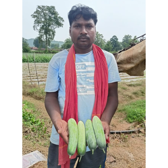 viraj533-cucumber-images-for-website-003
